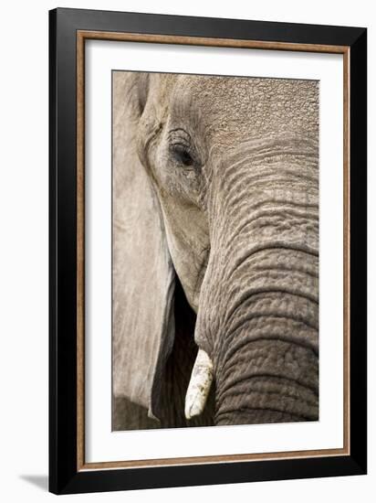 African Elephant-null-Framed Photographic Print