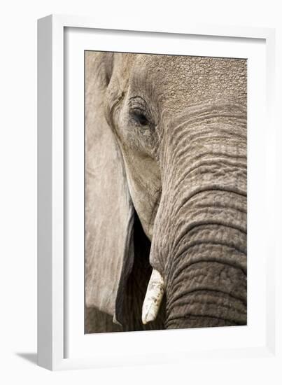 African Elephant-null-Framed Photographic Print