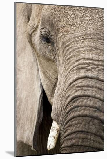 African Elephant-null-Mounted Photographic Print