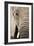 African Elephant-null-Framed Photographic Print