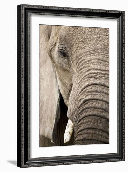 African Elephant-null-Framed Photographic Print