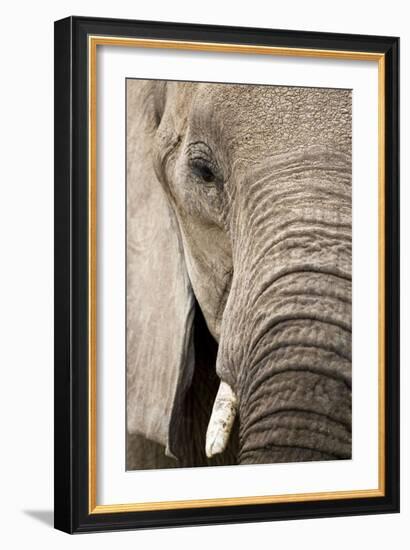 African Elephant-null-Framed Photographic Print