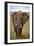 African Elephant-Lantern Press-Framed Art Print