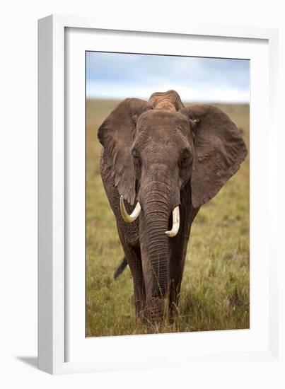 African Elephant-Lantern Press-Framed Art Print