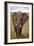 African Elephant-Lantern Press-Framed Art Print