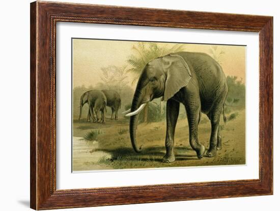 African Elephant-null-Framed Giclee Print