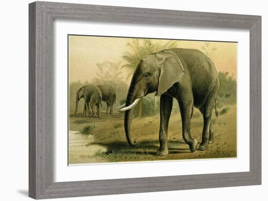 African Elephant-null-Framed Premium Giclee Print