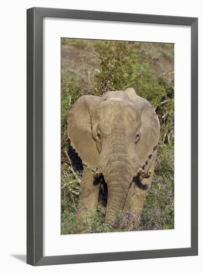 African Elephants 008-Bob Langrish-Framed Photographic Print