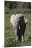 African Elephants 017-Bob Langrish-Mounted Photographic Print