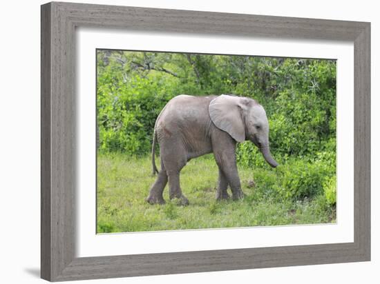 African Elephants 031-Bob Langrish-Framed Photographic Print