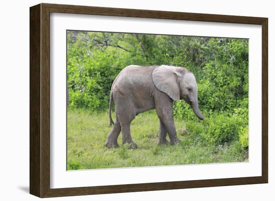 African Elephants 031-Bob Langrish-Framed Photographic Print
