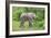 African Elephants 031-Bob Langrish-Framed Photographic Print