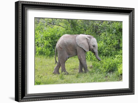 African Elephants 031-Bob Langrish-Framed Photographic Print