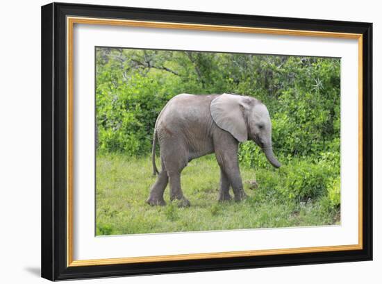 African Elephants 031-Bob Langrish-Framed Photographic Print