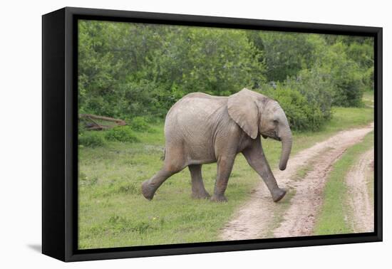 African Elephants 032-Bob Langrish-Framed Premier Image Canvas