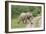 African Elephants 032-Bob Langrish-Framed Photographic Print