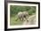 African Elephants 032-Bob Langrish-Framed Photographic Print