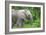 African Elephants 033-Bob Langrish-Framed Photographic Print