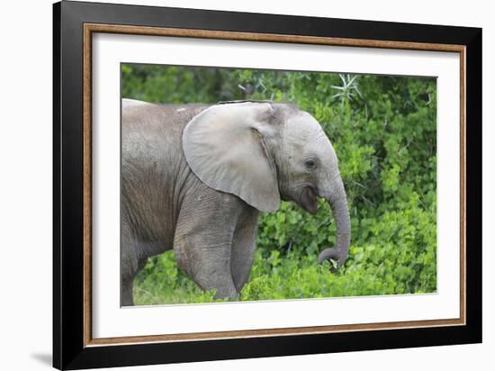 African Elephants 033-Bob Langrish-Framed Photographic Print