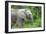 African Elephants 033-Bob Langrish-Framed Photographic Print