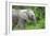 African Elephants 033-Bob Langrish-Framed Photographic Print