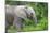 African Elephants 033-Bob Langrish-Mounted Photographic Print