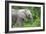 African Elephants 033-Bob Langrish-Framed Photographic Print