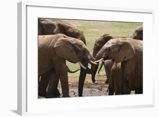 African Elephants 049-Bob Langrish-Framed Photographic Print