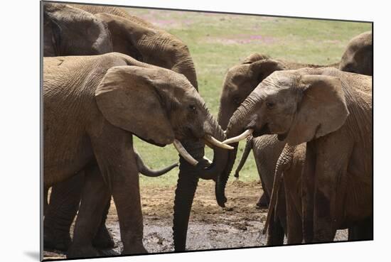 African Elephants 049-Bob Langrish-Mounted Photographic Print