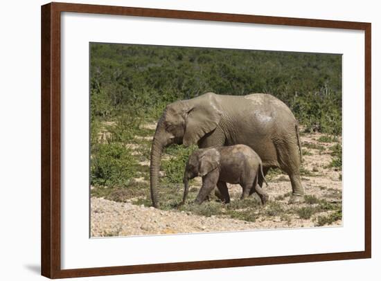 African Elephants 055-Bob Langrish-Framed Photographic Print