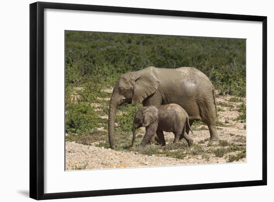 African Elephants 055-Bob Langrish-Framed Photographic Print
