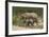 African Elephants 055-Bob Langrish-Framed Photographic Print