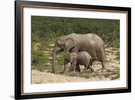 African Elephants 055-Bob Langrish-Framed Photographic Print