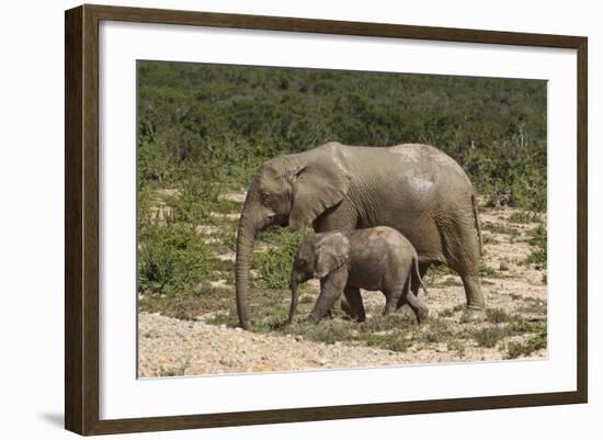 African Elephants 055-Bob Langrish-Framed Photographic Print