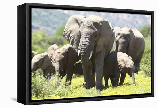 African Elephants 071-Bob Langrish-Framed Premier Image Canvas