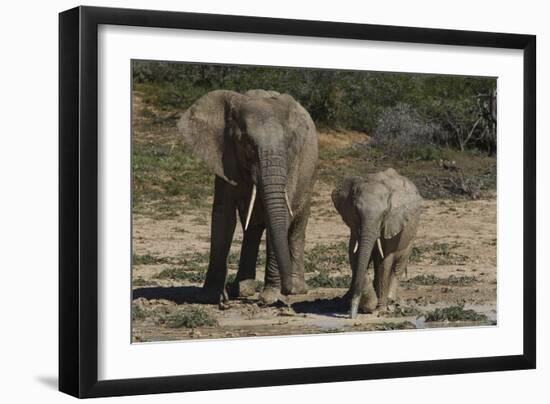 African Elephants 086-Bob Langrish-Framed Photographic Print