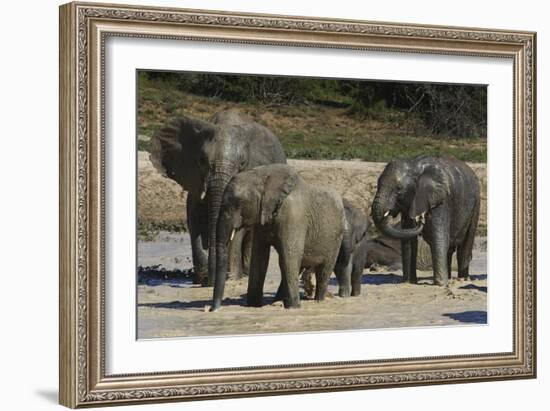 African Elephants 088-Bob Langrish-Framed Photographic Print