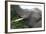 African Elephants 134-Bob Langrish-Framed Photographic Print