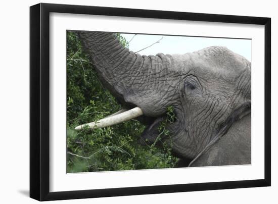 African Elephants 134-Bob Langrish-Framed Photographic Print