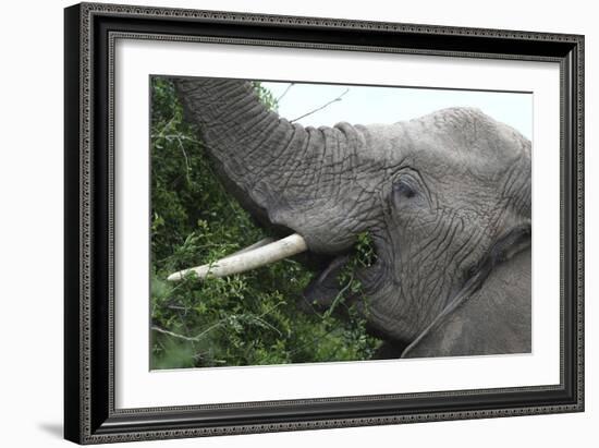African Elephants 134-Bob Langrish-Framed Photographic Print