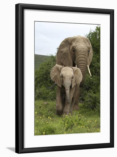 African Elephants 138-Bob Langrish-Framed Photographic Print
