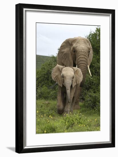 African Elephants 138-Bob Langrish-Framed Photographic Print