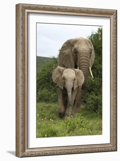 African Elephants 138-Bob Langrish-Framed Photographic Print