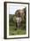 African Elephants 138-Bob Langrish-Framed Photographic Print