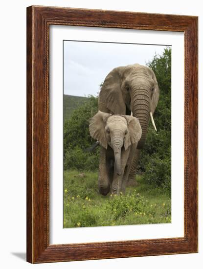 African Elephants 138-Bob Langrish-Framed Photographic Print