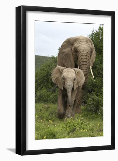 African Elephants 138-Bob Langrish-Framed Photographic Print