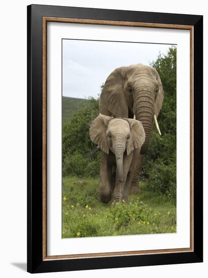 African Elephants 138-Bob Langrish-Framed Photographic Print