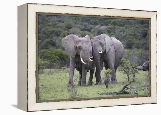 African Elephants 171-Bob Langrish-Framed Premier Image Canvas