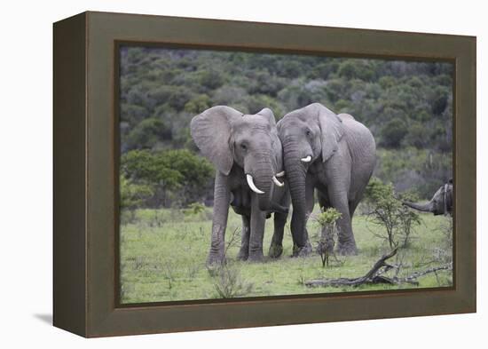 African Elephants 171-Bob Langrish-Framed Premier Image Canvas