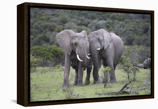 African Elephants 171-Bob Langrish-Framed Premier Image Canvas